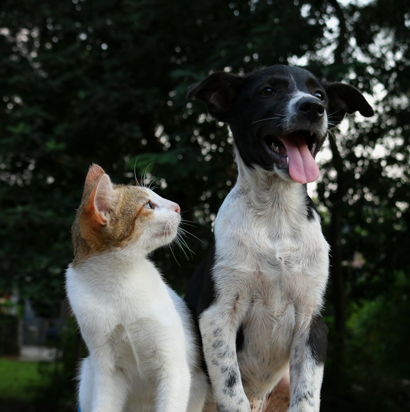 Perro y gato mirándose