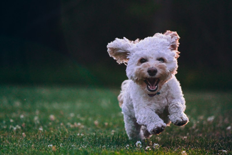 Cachorro corriendo en el pasto