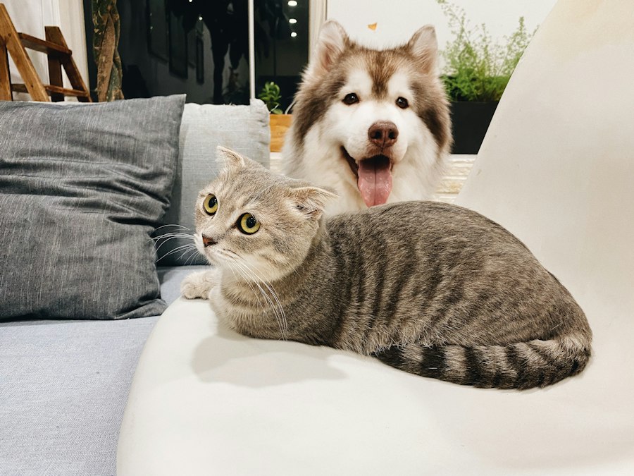Perro husky y gato atigrado descansando juntos en un sillón