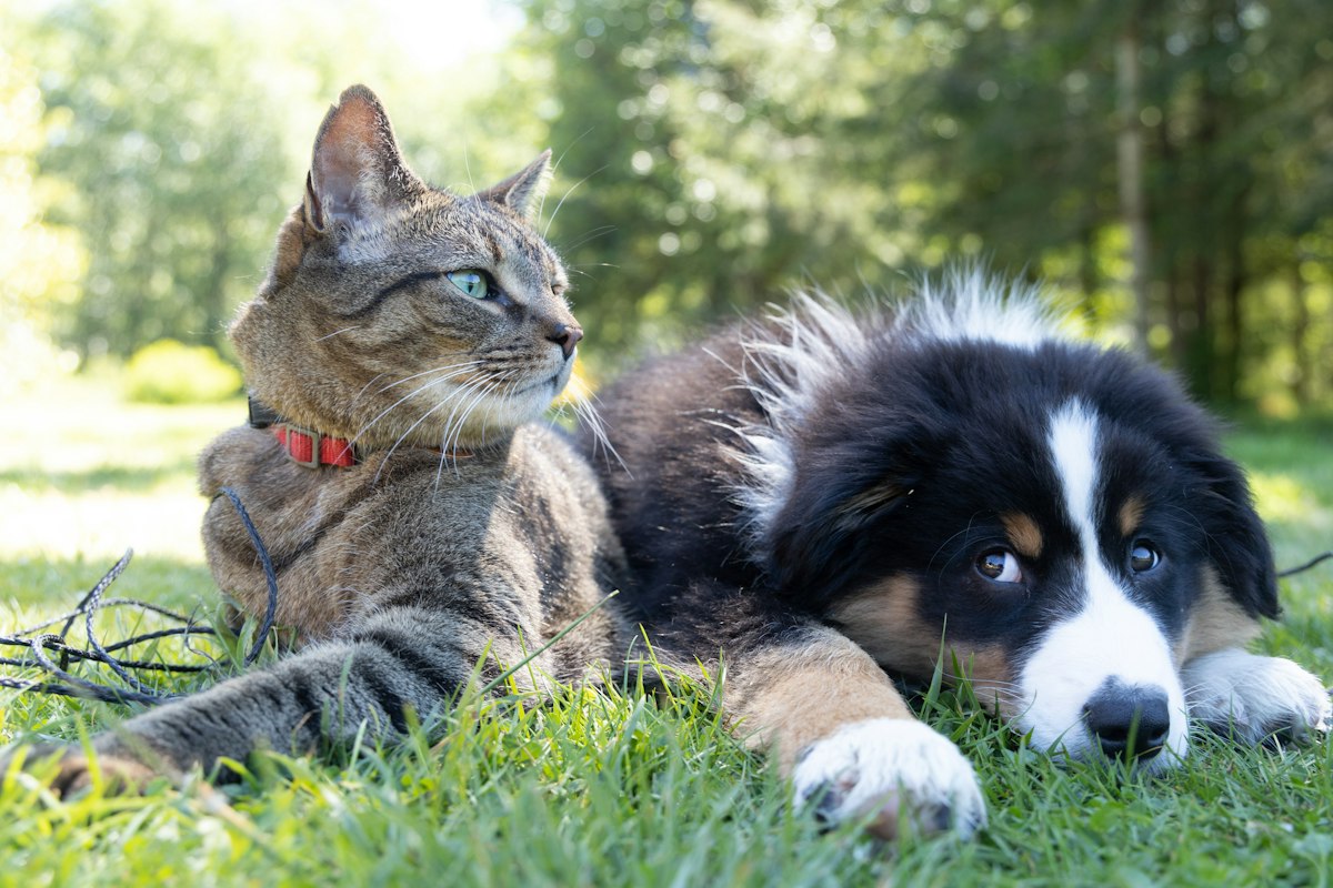 Perro y gato descansando juntos en el pasto