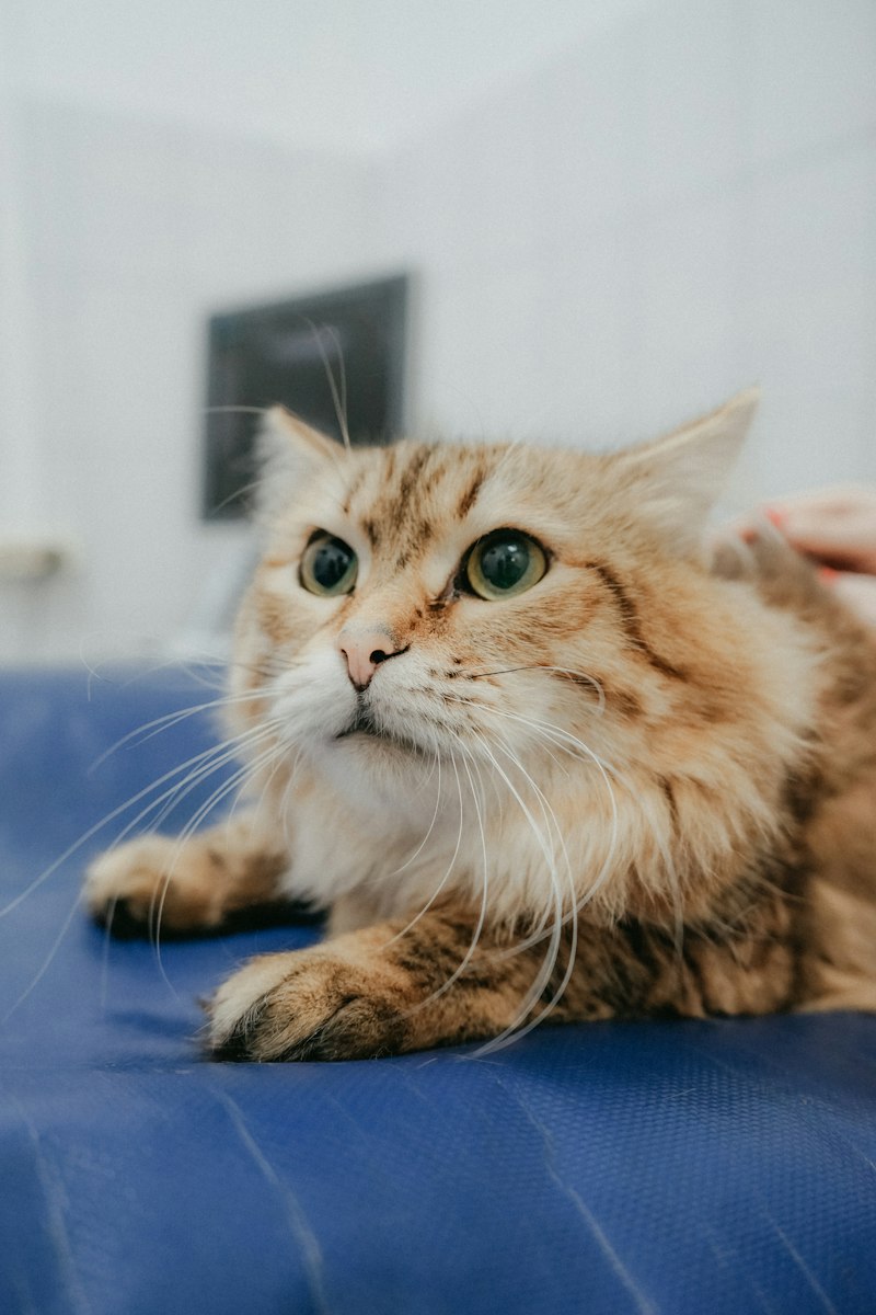 Gato de pelo largo mirando a la cámara